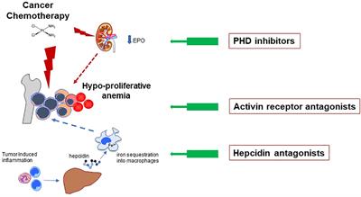 Anemia in patients receiving anticancer treatments: focus on novel therapeutic approaches